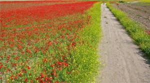 red carpets of poppies