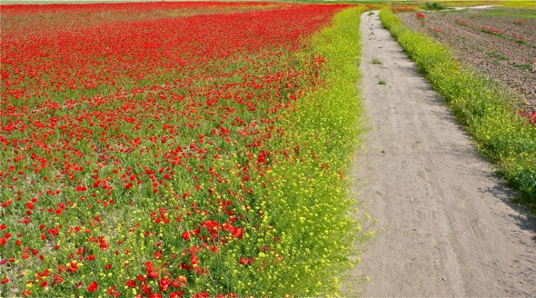 poppies1