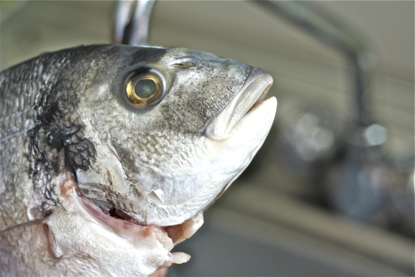 Dorada