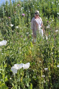 white poppy fields of Toledo, Spain