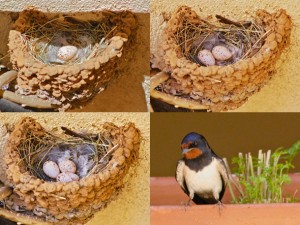 birds